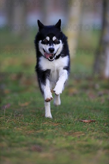 Alaskan Malamute