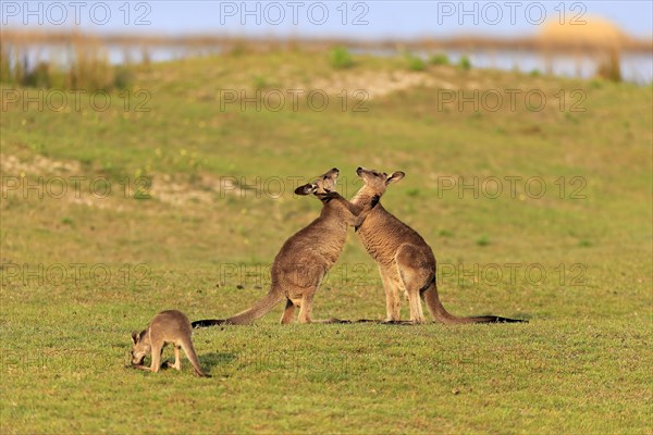 Eastern grey kangaroo