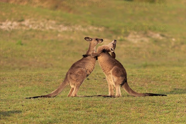 Eastern grey kangaroo