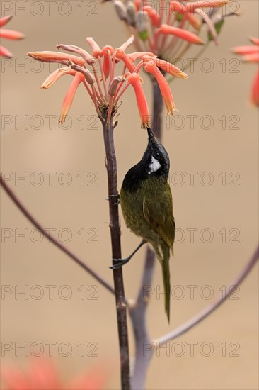 Black-throated Honeyeater