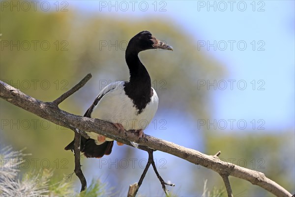 Magpie goose