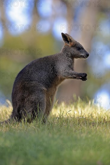 Swamp wallaby