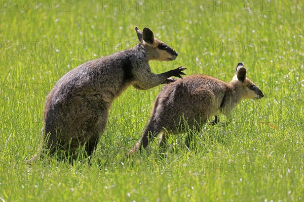 Swamp wallaby