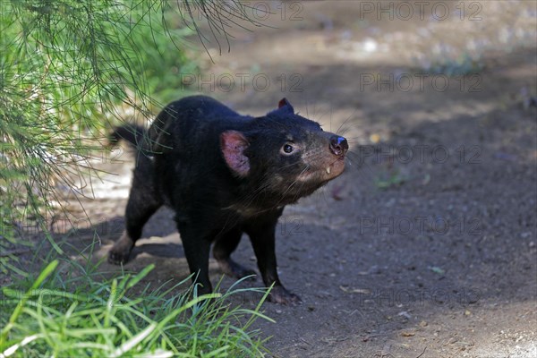 Tasmanian devil