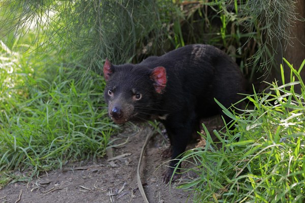 Tasmanian devil