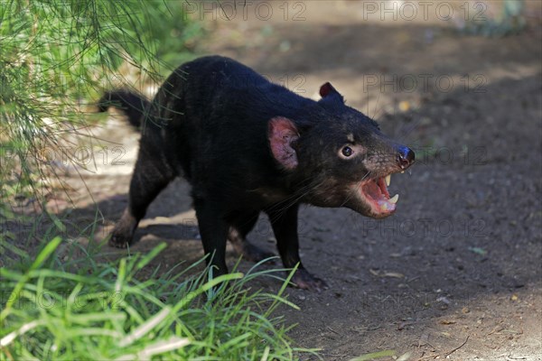 Tasmanian devil