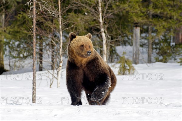 European brown bear