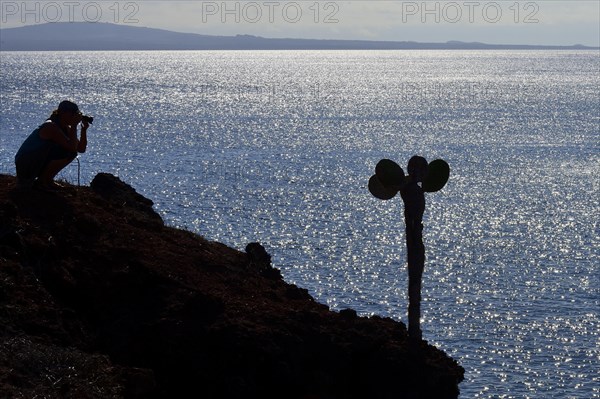 Woman photographing galapagos Prickly Pear