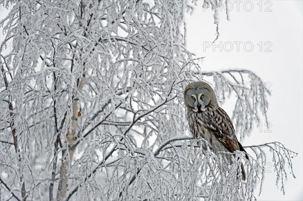 Great grey owl