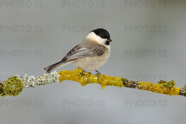 Willow tit