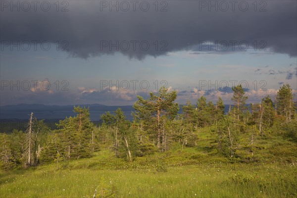 Slope bog in Riisitunturi National Park