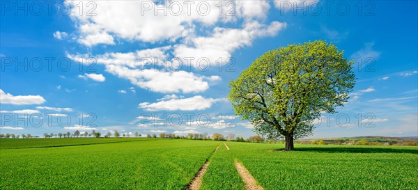 Large solitary horse chestnut on a green field