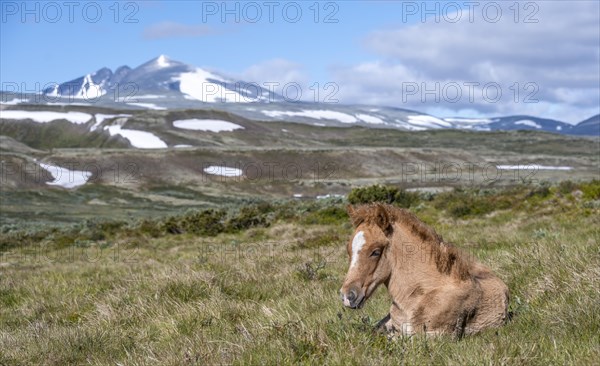 Norwegian fjord horse