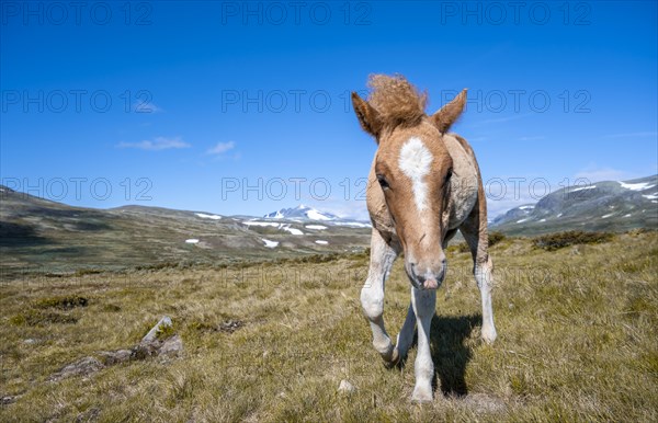Norwegian fjord horse