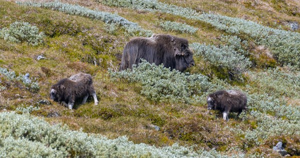 Musk ox