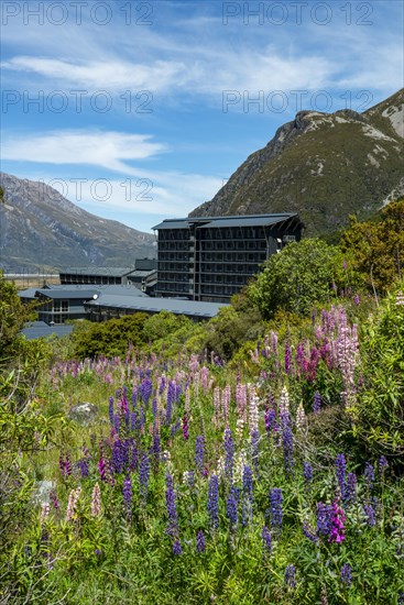 Purple Multileaved Lupines