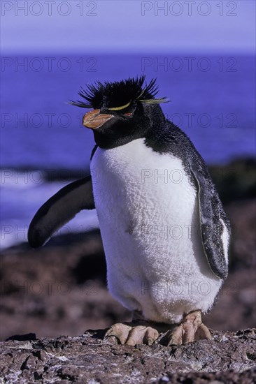 Rockhopper penguin