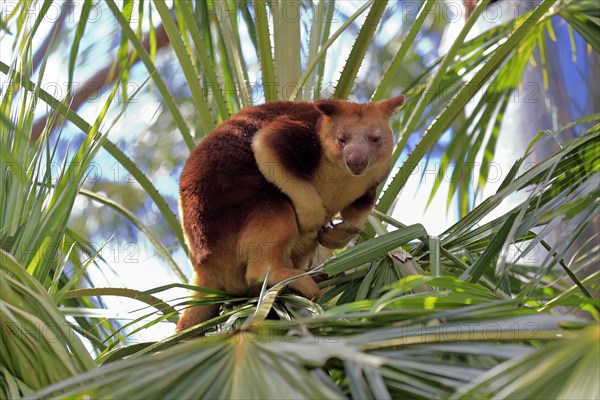 Goodfellow tree kangaroo