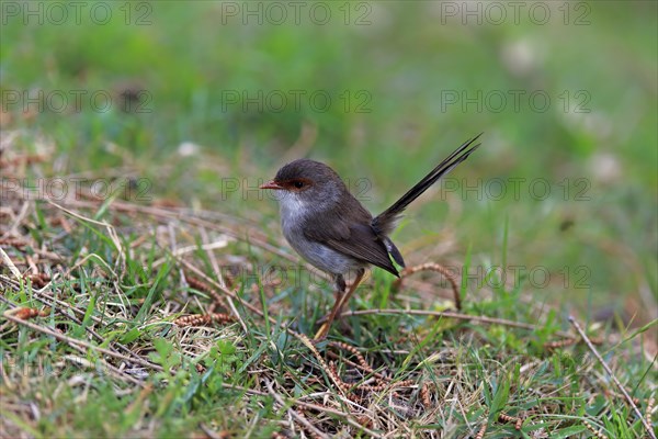 Superb fairywren