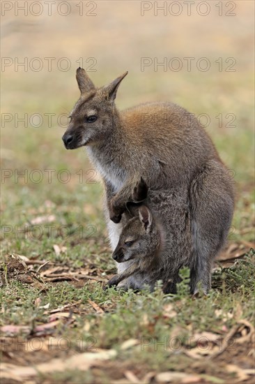 Red-necked wallaby