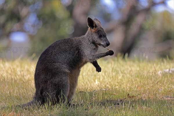 Swamp wallaby