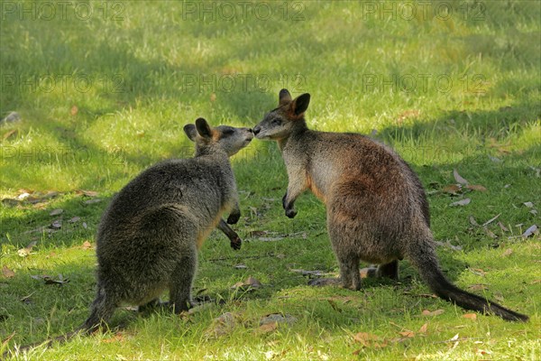 Swamp wallaby