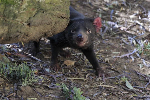 Tasmanian devil