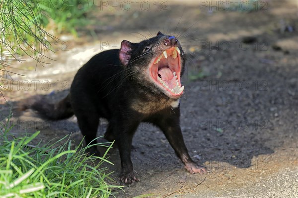 Tasmanian devil