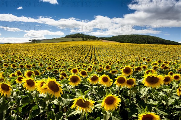 Field of sunflowers