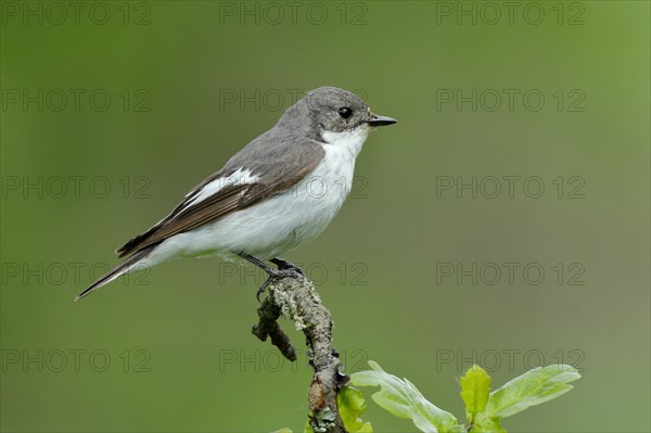 European Pied Flycatcher