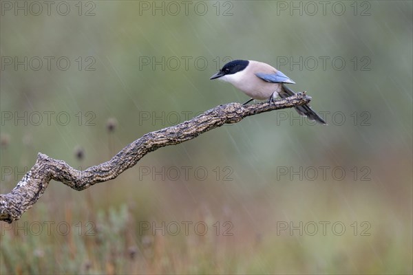 Azure-winged Magpie