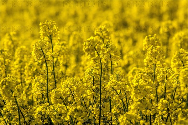 Rape field