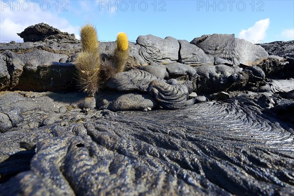 Lava cactus