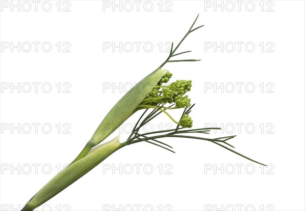 Unfurling flower umbel