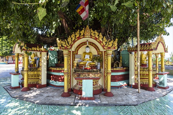 Buddha statues around a huge tree