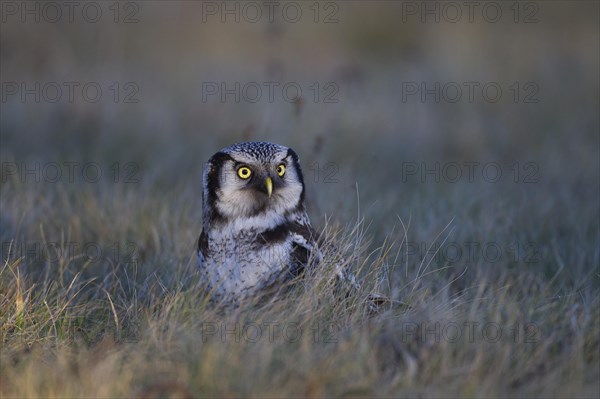 Northern Hawk Owl