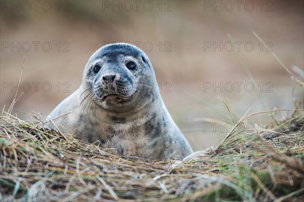 Gray Seal puppy