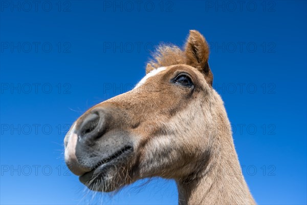 Norwegian fjord horse