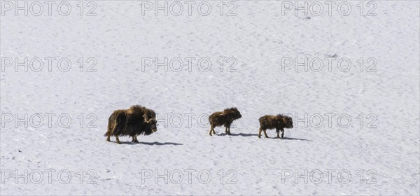 Musk ox