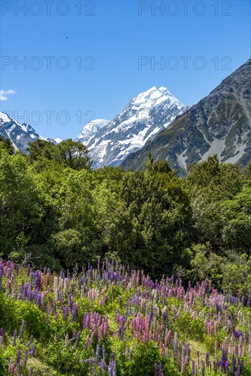 Purple Multileaved Lupines