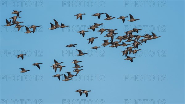 Brent Geese