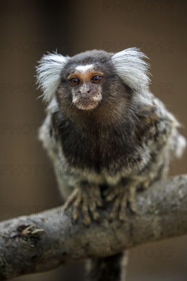 White-tufted marmoset