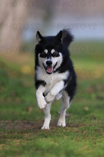 Alaskan Malamute