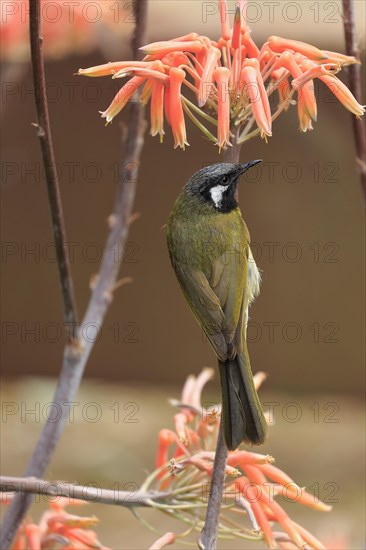 Black-throated Honeyeater