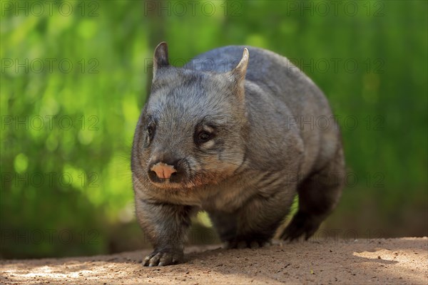 Southern hairy-nosed wombat