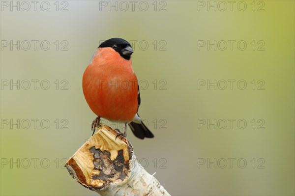 Eurasian bullfinch