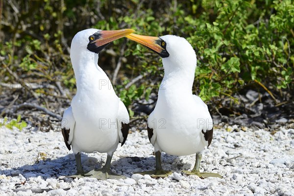 Two Nazca Boobies