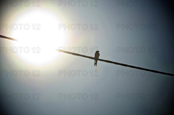 Swallow on power line