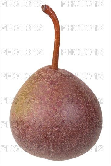 Pear variety Salzburger Butterbirne
