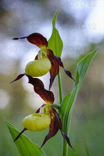 Yellow lady's slipper orchid